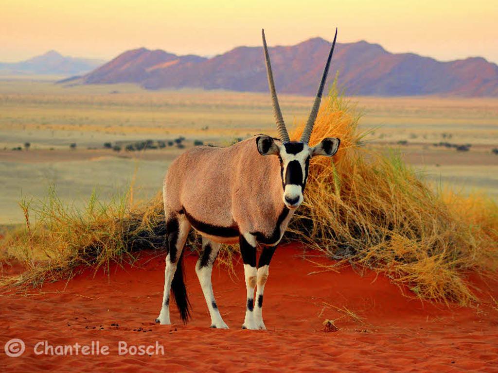 Gondwana Namib Desert Lodge ソリティア エクステリア 写真